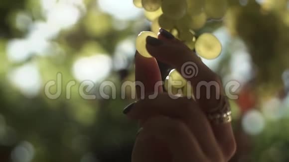 女人的手臂在葡萄园的茎上收集葡萄视频的预览图