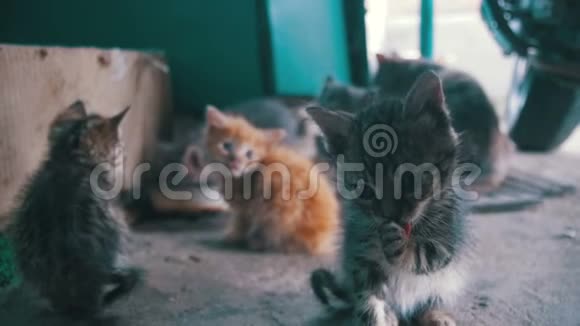 灰色和白色毛茸茸的小猫在街上被踢了慢动作视频的预览图