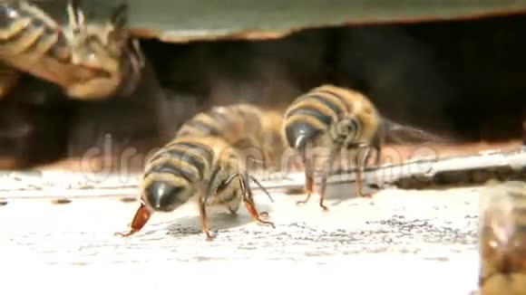 蜜蜂通风蜂巢视频的预览图