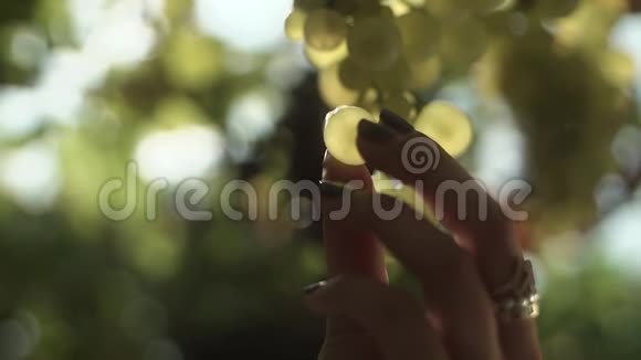 女人的手臂收集葡萄挂在葡萄园的茎上视频的预览图