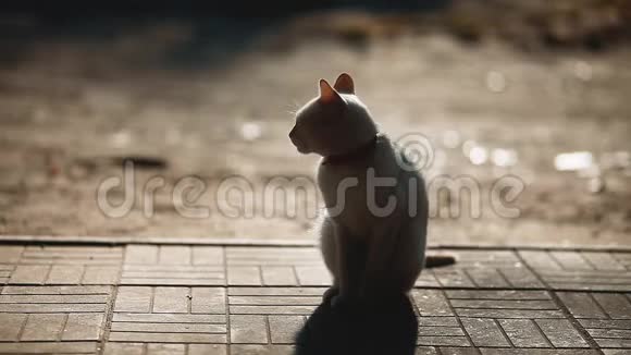 夏天在人行道上猫的剪影白色猫坐在户外剪影阳光猫的轮廓视频的预览图