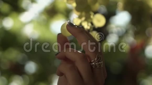 女人抱起挂在葡萄园茎上的一束葡萄视频的预览图