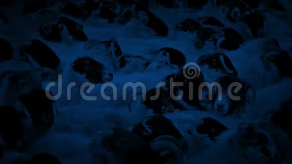 无数的羊在夜里挤在一起视频的预览图