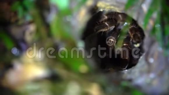在洞中发现了蜘蛛网马来西亚雨林丛林野生动物园夜间野生动物视频的预览图