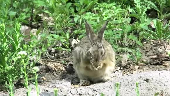 野兔洗脸视频的预览图