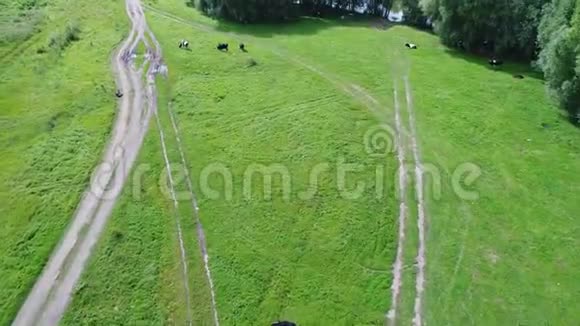 无人驾驶飞机在田野上空飞行有奶牛的草地河边的村庄视频的预览图
