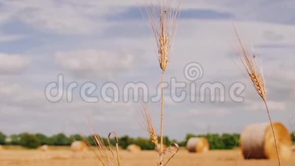 最后一个站在前台的稻草蒸汽的录像草地上的干草干草卷起来准备好视频的预览图