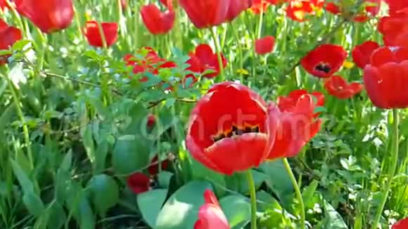 郁金香美丽水仙花慢动作春天季节性室外花园视频的预览图