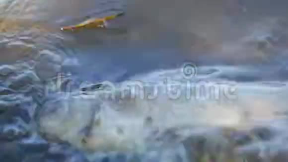 湖中被污染的水杀死的鱼在海浪上视频的预览图