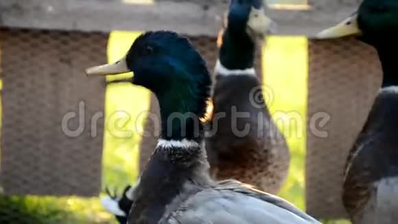 农场里的鸭子视频的预览图