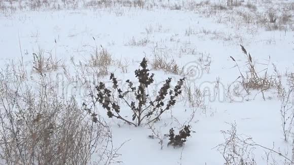 冬天的草原视频的预览图