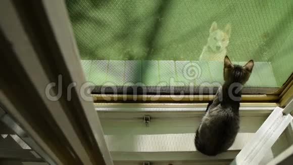 狗跳起来向窗户上的小猫问好视频的预览图