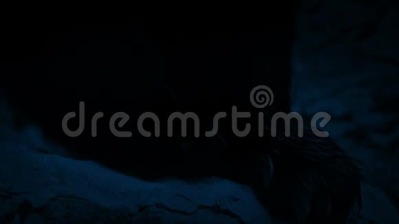 熊爪在夜间活动视频的预览图