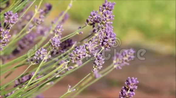 紫罗兰的花朵视频的预览图