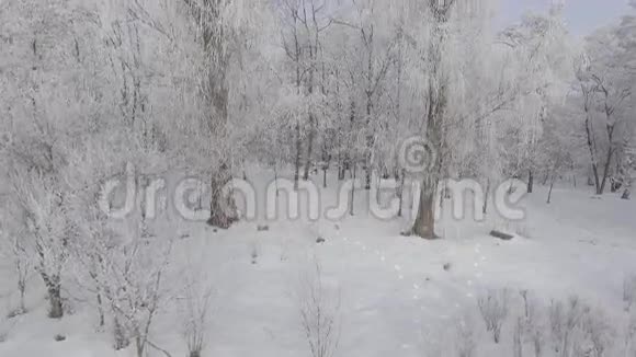 覆盖着霜冻的树木的全景视频的预览图