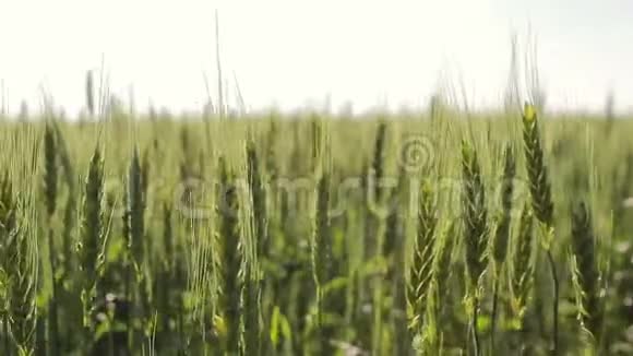 绿色小麦生长和收获的概念视频的预览图