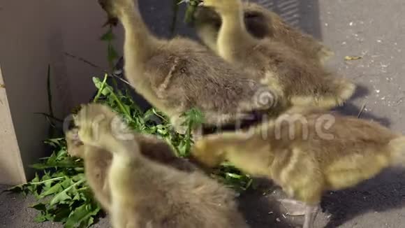 可爱的小鹅吃蒲公英的叶子视频的预览图
