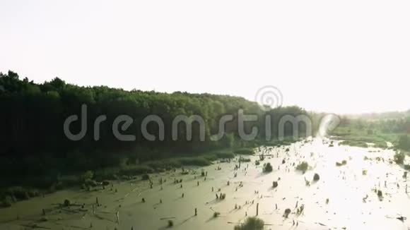 杂草丛生的绿色池塘视频的预览图