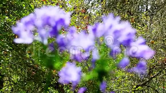 紫花特写在美丽的花园里把焦点紫色的花移到绿叶上视频的预览图
