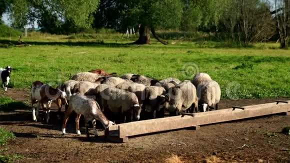牧人和公羊在牧地吃食槽里的食物视频的预览图