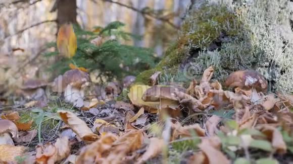 森林里的白木耳秋天时节美丽的蘑菇闪闪发光黄叶落在Korichnivuyu蘑菇帽上视频的预览图