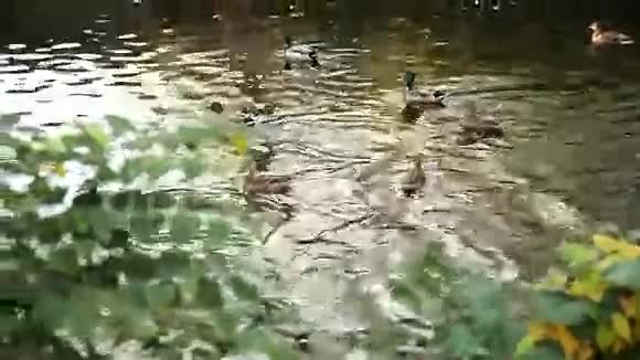 河里有一群野鸭视频的预览图