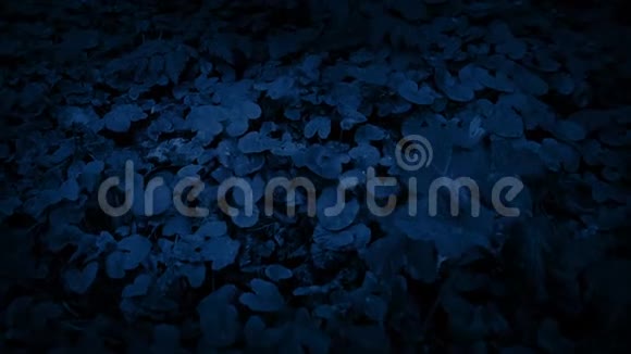 夜间在莱菲森林地板上移动视频的预览图
