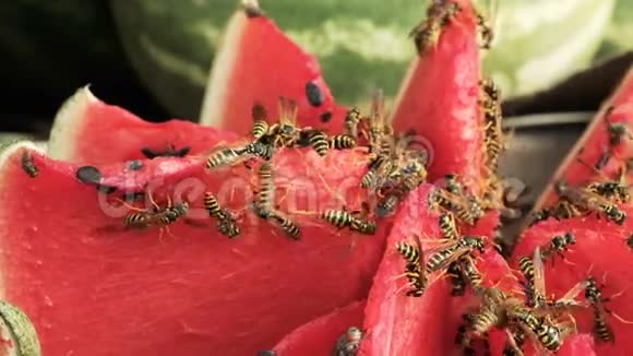 黄蜂吃西瓜切西瓜视频的预览图