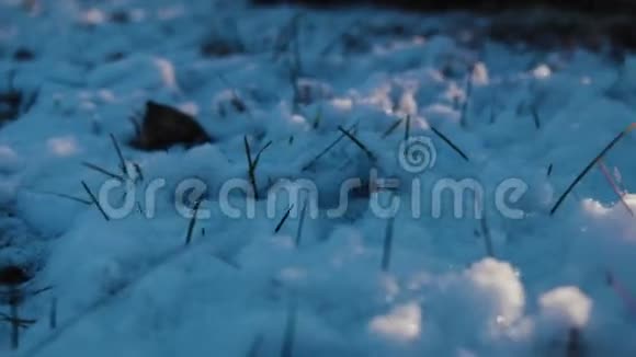 草地上的雪上的阳光视频的预览图