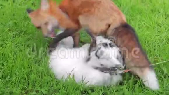 两只狐狸在绿草地上玩耍动物在户外玩耍视频的预览图