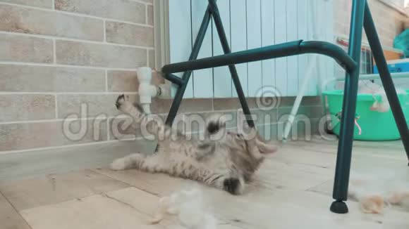 小猫咪被播放了美丽可爱的搞笑视频猫宠物是在阳台上玩的生活方式在地板上的房间里视频的预览图