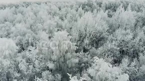 冬季森林的鸟瞰图白雪覆盖的树木冬天美丽的自然视频的预览图