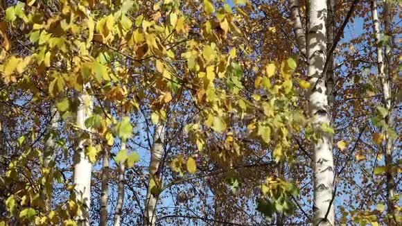 秋天的森林覆盖着蓝天视频的预览图