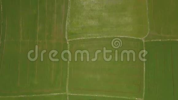 稻田空中景观从飞行无人机乡村种植园种植水稻的俯视图农业和粮食视频的预览图