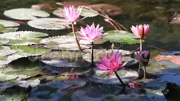 莲花佛教中的一朵神圣的花把纯洁与和谐个性化视频的预览图