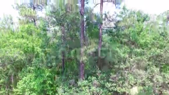 森林的树冠视频的预览图