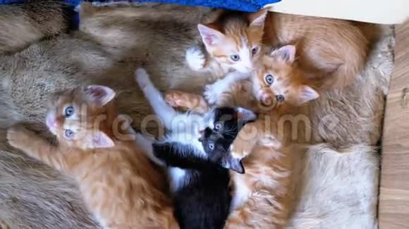 毛茸茸的四只小猫躺在家里的沙发上环顾四周视频的预览图