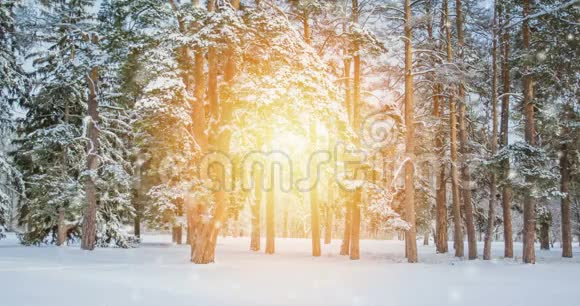 非常漂亮的大圣诞树在树林里有雪阳光和高光视频的预览图