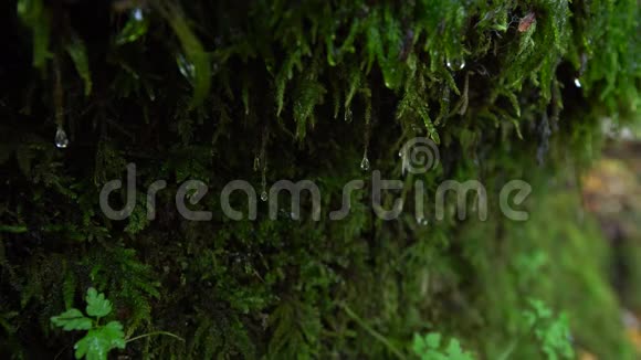 水滴顺着生长在岩石边上的苔藓往下跑的视频视频的预览图