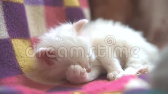 小有趣的白色可爱的小猫睡觉是坐在床上的格子毛毯阳光明媚的早晨猫的生活方式视频的预览图
