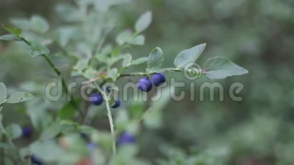 金属杯里的成熟蓝莓浆果的夏季收获文本空间视频的预览图