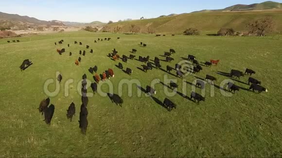 奶牛场牲畜一起移动农村牧场视频的预览图