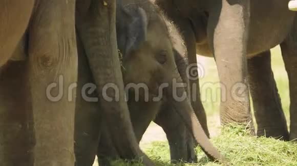 小象在其他成年人中吃草视频的预览图