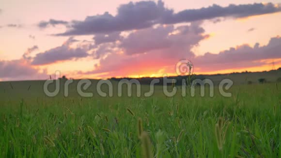 美丽的粉红色日落之上的小麦或黑麦田惊人的天空与云视频的预览图