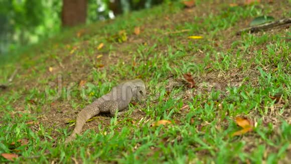 一只在热带公园草地上的蜥蜴视频的预览图