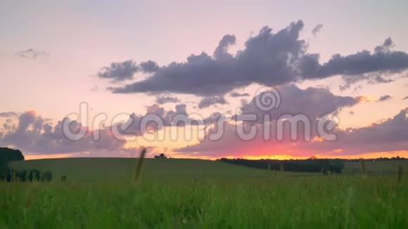 令人惊叹的粉红色天空上面有小麦或黑麦地上的云美丽的自然视频的预览图