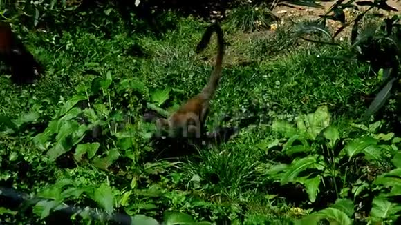 常见的松鼠猴SaimiriSciureus在植物中寻找食物并摩擦他的前爪视频的预览图