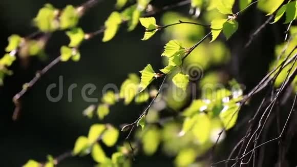 新鲜幼嫩的桦树叶视频的预览图