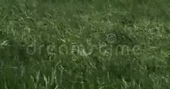 风中长草法国诺曼底视频的预览图