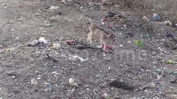 羔羊在垃圾和云母中寻找食物视频的预览图
